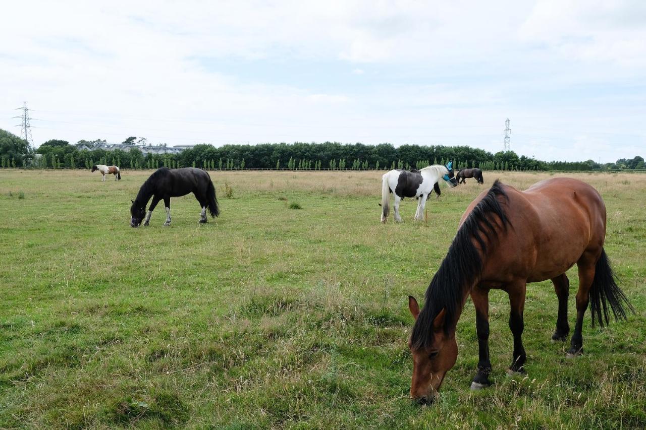 Bed and Breakfast Willowbrook Riding Centre à Chichester Extérieur photo